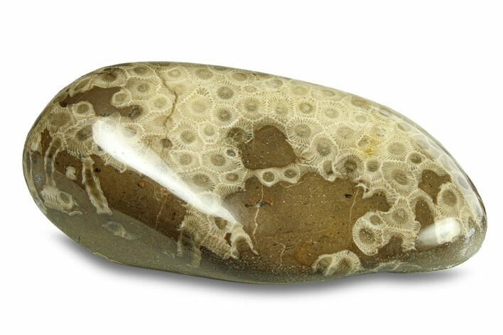 Large, Polished Petoskey Stone (Fossil Coral) - Michigan #293393